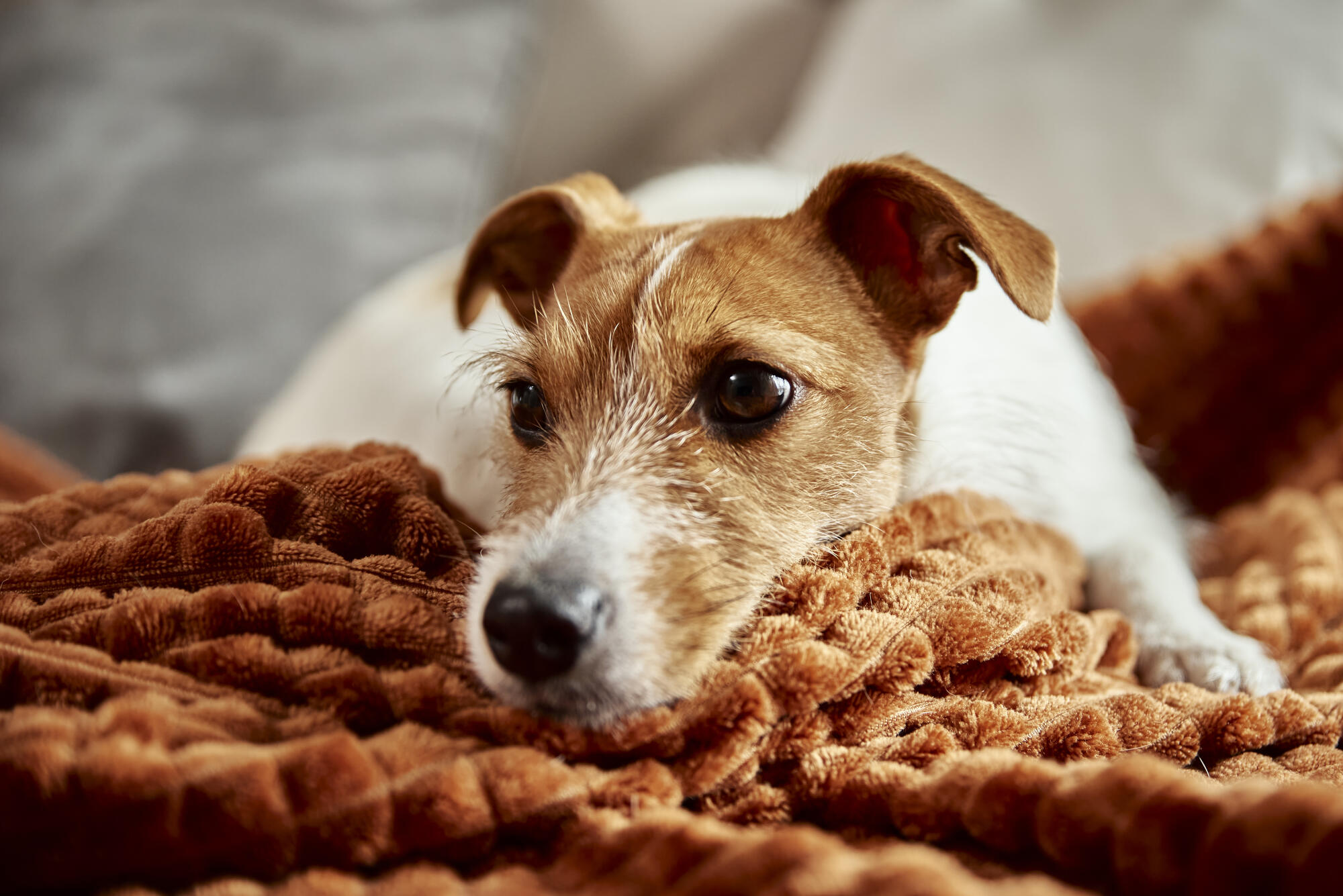 Assisted Living with Pets Allowed in Tampa, FL